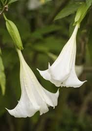 If you're looking for beautiful flowers that bloom during the summer months, look no more. A List Of Flowers Blooming At Night Like Stars Emitting Light Gardenerdy