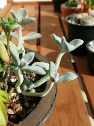 徒長多肉の寄せ植え 魔界の植物みたいだ デルオの多肉日記 楽天ブログ
