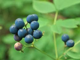 Image result for Blue Cohosh