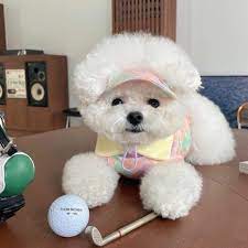 純正ネット 1 / 9 XSサイズ 犬服 猫服 ドッグウェア ゴルフ風 チェック パステル get3quotes.com