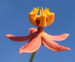 Image result for Stathmostelma