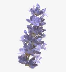 Can't wait to see all your lavender doodles! Freetoedit Png Flower With A Transparent Background English Lavender 537x894 Png Download Pngkit