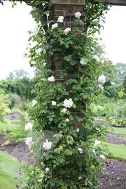 Madame Alfred Carriere Climbing Noisette This Antique Climbing Rose Is Both Hardy And Prolific White Climbing Roses Rose Trees Climbing Plants