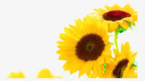 Transparent Sunflower Clipart Png Border Bunga Matahari Png Download Transparent Png Image Pngitem Menurut proflowers, bunga matahari melambangkan pemujaan, kesetiaan, dan umur panjang. transparent sunflower clipart png