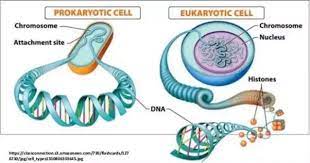 What does each chromosome determine? What Is The Main Function Of Chromosomes In An Animal Cell Quora