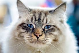Ragamuffin Cat A Complete Guide To An Affectionate Cat Breed Ragamuffin Cat Cat Breeds Large Cat Breeds