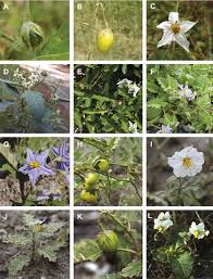 Image result for Solanum campylacanthum 'incanum type'