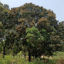 Image result for Pterospermum acerifolium