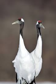 Bird With Red Neck And Head Pin On Birds