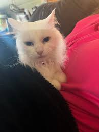 Saved her as a tiny kittten, has lived inside with us for 4 years and still  hates to be touched or held 🤦🏼‍♀️😹😾