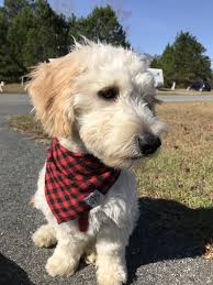 Jesse F1 Mini Goldendoodle 33lbs Cream Colored With Wavy Curly Hair Non Shedding Short Legs Mini Goldendoodle Puppies Mini Goldendoodle Goldendoodle
