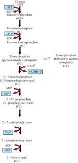 glycolysis flow chart science life processes 10392381