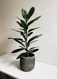 Image result for Ficus ottoniifolia