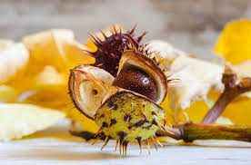 We did not find results for: 8 Astuces Naturelles Pour Lutter Contre Les Araignees A La Maison