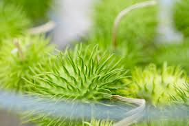 Image result for Cucumis hirsutus