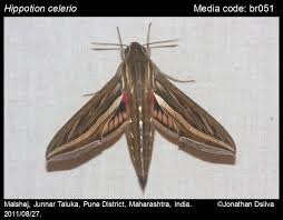 Image result for Hippotion celerio