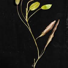 Image result for Thunbergianthus ruwenzoriensis