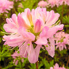 Gardens Alive Western Lights Deciduous Azalea Dormant Plant 76530 The Home Depot Flowering Shrubs Spring Hill Nursery Plants With Pink Flowers