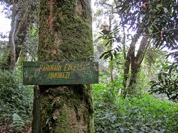 Image result for Parinari excelsa