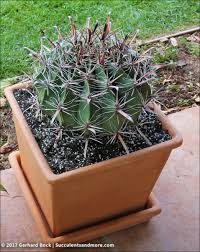 I'd dig it out with a sharp knife, just a tiny bit and dust the wound with some cinnamon or sulphur powder and. Twisted Barrel Cactus Has More Flowers Than Ever