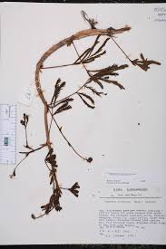 Image result for Neptunia oleracea