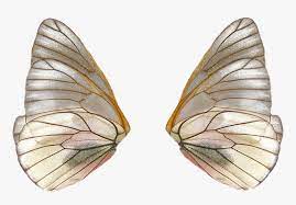 We did not find results for: Fairy Wings Png Transparent Png Kindpng