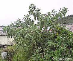 Image result for Solanum mauritianum