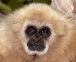 Types Of Monkeys Pet Monkey Types Of Monkeys Animals