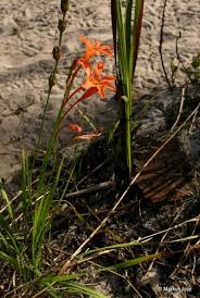 Image result for Tritonia moggii