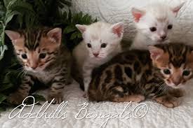 How much is a bengal cat in australia? Home