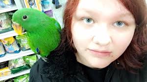 Looking for a king parrot as a pet