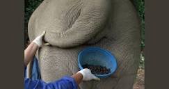 Elephant dung coffee: An exotic brew at $50 a pop