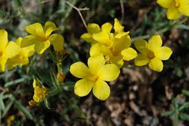 Image result for Linaceae