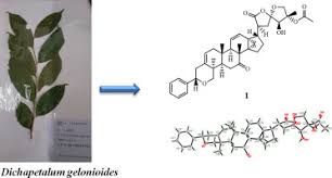 Image result for Dichapetalum