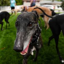 Greyhounds can be friends with small furry dogs. Homes For Hounds Local Adoption Group For Greyhounds Is Hard At Work Amid An Influx Of Canines The Spokesman Review