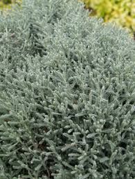 Image result for Santolina chamaecyparissus