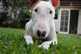 We did not find results for: How To Buy A Bull Terrier And Not Get Scammed Pethelpful