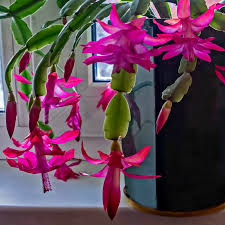 Christmas cactus a red christmas cactus flower in dappled light. Christmas Cactus Blooming How To Get A Holiday Cactus To Flower