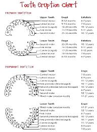 11 12 Baby Tooth Eruption Chart Lasweetvida Com