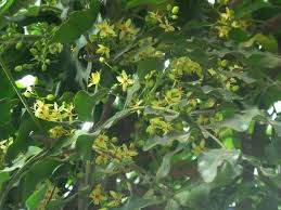 Image result for Ptaeroxylon obliquum