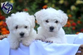 Review how much bolognese puppies for sale sell for below. Puppy Finder Find Buy A Dog Today By Using Our Petfinder Bichon Frise Puppy Bichon Frise Bichon