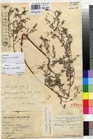 Image result for Indigofera dendroides