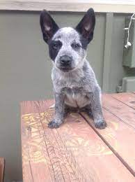 There is a large variability in price of these dogs, with red heeler puppies costing anywhere between $250 and $2,500 usd. Casper Wy Australian Cattle Dog Meet Blue Heeler Puppies Male A Pet For Adoption