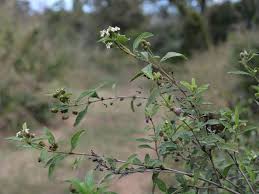 Image result for Lippia javanica