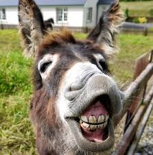 صور حمار يضحك حمار يضحك بعد انقاذه صور جميلة