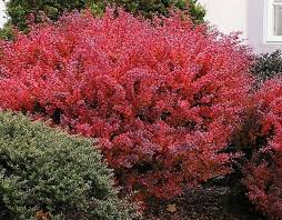 How To Grow And Care For Berberis Plants Bushes And Shrubs Shrubs