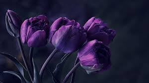 What flowers are dark purple. Closed Dark Purple Flowers In Blur Background Dark Purple Hd Wallpaper Peakpx