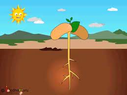 It shows how plant grows from seed. Science Seed Germination Animation From Seed To Plant English Germination Seed Germination Amazing Science Experiments