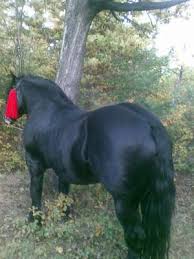 Vanzare cai , vanzare cai bucuresti , vanzare cai tinkeri , vanzare cai frizieni , vanzare cai semigreu romanesc. Cai De Vanzare Prahova