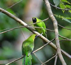 18 Perbedaan Cucak Ijo Trotolan Jantan Dan Betina Pamankicau